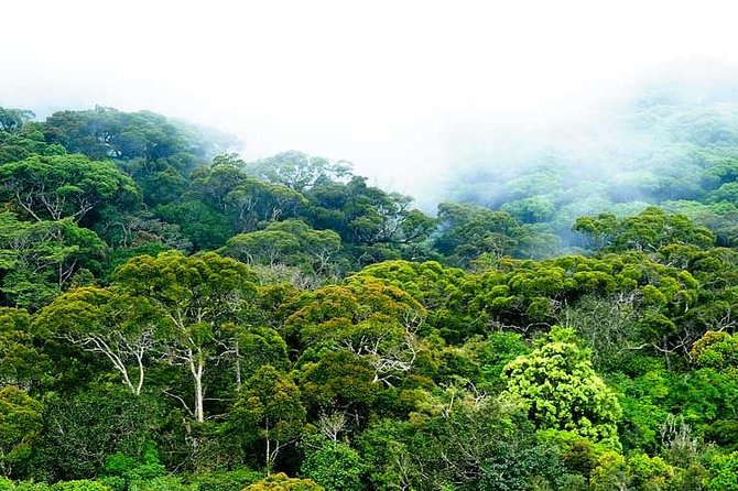 Sustainable Highland Estate Agriculture and Ethical Harvesting in Sri Lanka